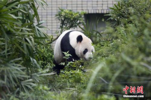 资料图：团团在台北市立动物园内“散步”。 中新社记者 陈小愿 摄