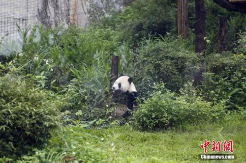 资料图：团团享用美食。 中新社记者 陈小愿 摄