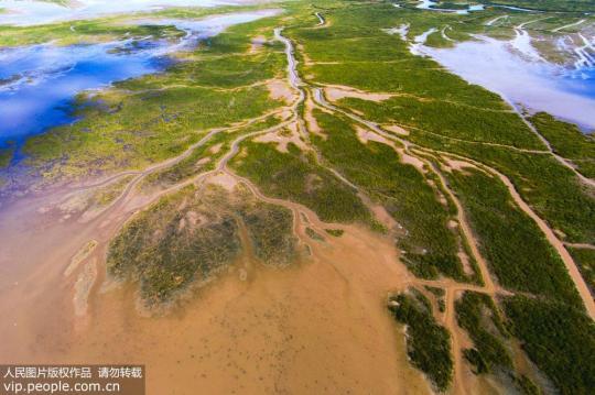 盐城黄海湿地申遗成功